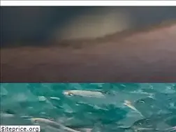 Sites similar to tietjen-original.com