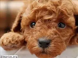 Sites similar to tinydesignerpuppies.com