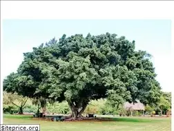 Sites similar to todoarboles.com