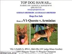 Sites similar to topdoghawaii.com