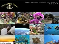 Sites similar to torusdrop.com