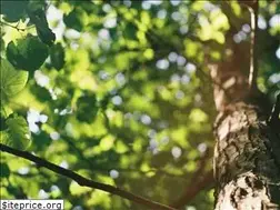 Sites similar to totaltreeservice.info