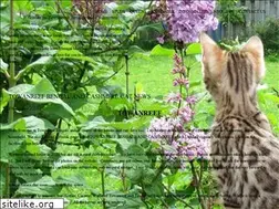 Sites similar to towanreefbengals.com