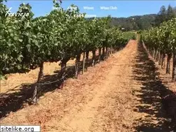 Sites similar to traviesowinery.com