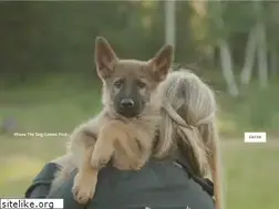 Sites similar to tregoodgermanshepherds.com