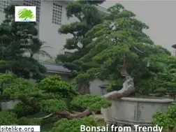 Sites similar to trendybonsai.com
