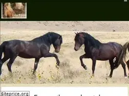Sites similar to tribeequus.com