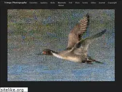 Sites similar to tringa.org