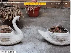 Sites similar to trumpeterswan.net