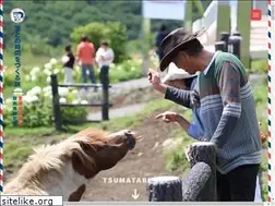 Sites similar to tsumatabi.com
