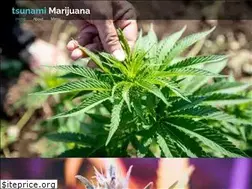 Sites similar to tsunamimarijuana.com
