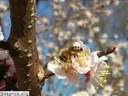Sites similar to tulasihoney.com