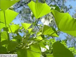 Sites similar to tungoil.co.uk