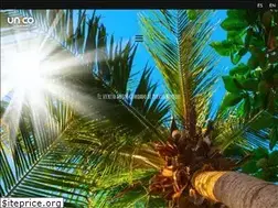 Sites similar to unicobeach.com