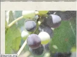 Sites similar to unlabelledwine.co.za