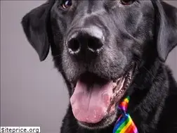 Sites similar to urbandogbc.com