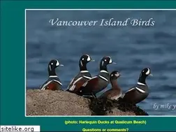 Sites similar to vancouverislandbirds.com