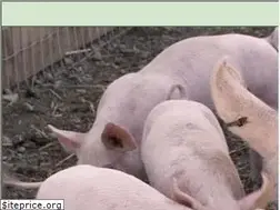 Sites similar to veganpeace.com