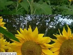 Sites similar to vermontflowerfarm.com