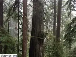 Sites similar to verylargeandtallredwoods.com