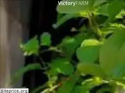 Sites similar to victoryfarmatrooftop.com