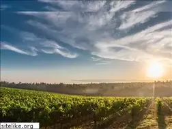 Sites similar to vindebourgogne-manuel-olivier.com
