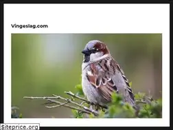 Sites similar to vingeslag.com