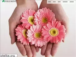 Sites similar to vollmont.co.jp