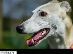Sites similar to wagpurrs.com
