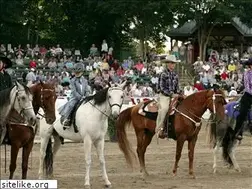Sites similar to walkinghorseowners.com