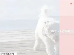 Sites similar to wanchan-anne-atsugi.jp