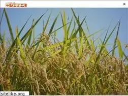 Sites similar to watanabe-kk.jp