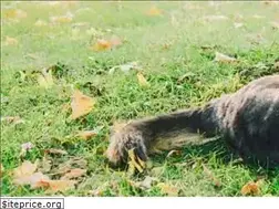 Sites similar to wayoflifedogtraining.com