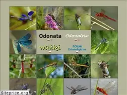 Sites similar to wazki.pl
