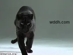 Sites similar to wddh.com