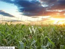 Sites similar to weilandfarms.com