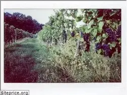Sites similar to weninger.com