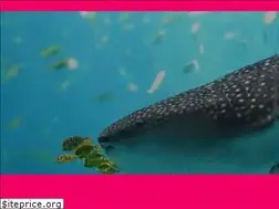 Sites similar to whalesharktourcancun.com