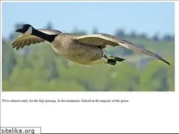 Sites similar to whencanadiangeesecry.com