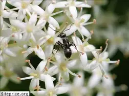 Sites similar to wildaboutants.com