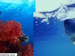 Sites similar to wildlife.de