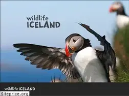 Sites similar to wildlifeiceland.is