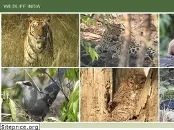 Sites similar to wildlifeindia.co.uk