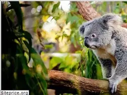 Sites similar to wildlifevictoria.org.au