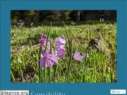 Sites similar to wildsensibility.com