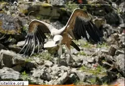 Sites similar to wildtierpark.de