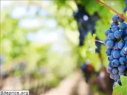 Sites similar to wineandfoodconcept.de