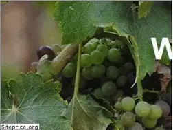 Sites similar to winedryness.com