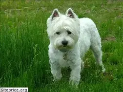 Sites similar to wisconsinwestierescue.com