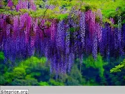 Sites similar to wistaria.ru